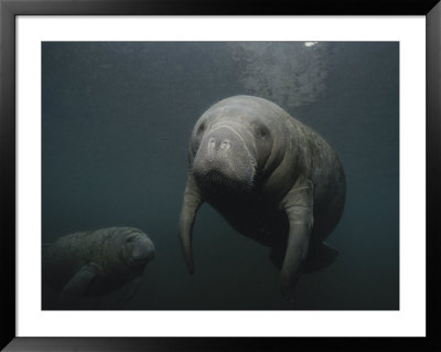 A Pair Of Florida Manatees In Floridas Crystal River by Brian J. Skerry Pricing Limited Edition Print image