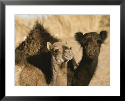 A Pair Of Dromedary Camels Pose Proudly In The Sahara Desert by Peter Carsten Pricing Limited Edition Print image