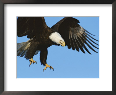 A Bald Eagle In Flight by Paul Nicklen Pricing Limited Edition Print image