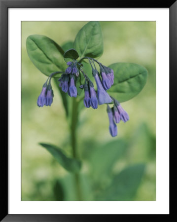A Close View Of A Bluebell In Spring by Taylor S. Kennedy Pricing Limited Edition Print image