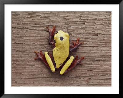 A Brightly Colored Tree Frog On A Piece Of Wood by Bill Curtsinger Pricing Limited Edition Print image
