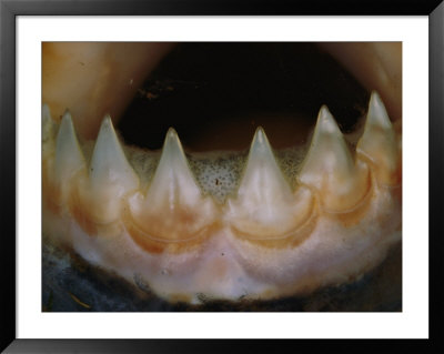 Close View Of The Teeth Of A Piranha by Paul Zahl Pricing Limited Edition Print image