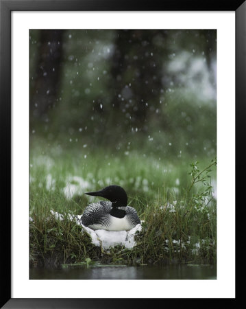 Snow Falls On A Loon Incubating Its Nest by Michael S. Quinton Pricing Limited Edition Print image