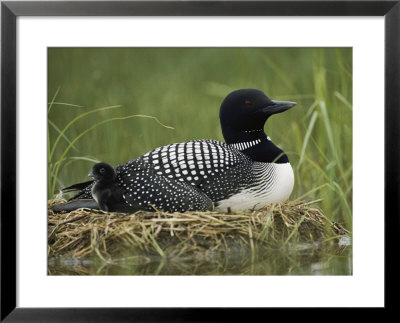 A Common Loon Sits On Her Marshy Nest by Michael S. Quinton Pricing Limited Edition Print image