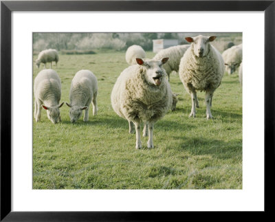 Sheep In A Field In Brittany by Nicole Duplaix Pricing Limited Edition Print image