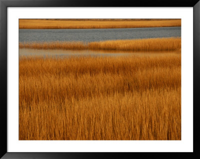Salt Marsh With Cordgrass At Toms Cove On The Atlantic Ocean by Raymond Gehman Pricing Limited Edition Print image