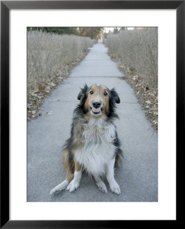 A Sheltie Dog Smiles While Sitting On A Neighborhood Sidewalk by Joel Sartore Pricing Limited Edition Print image