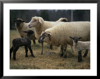 Ewes And Their Newborn Lambs by Stephen Alvarez Pricing Limited Edition Print image
