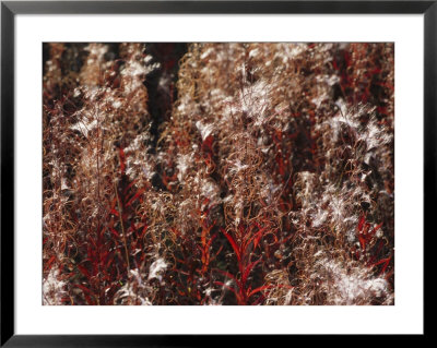Autumn Colored Meadow Grasses In The Mackenzie River Delta by Raymond Gehman Pricing Limited Edition Print image