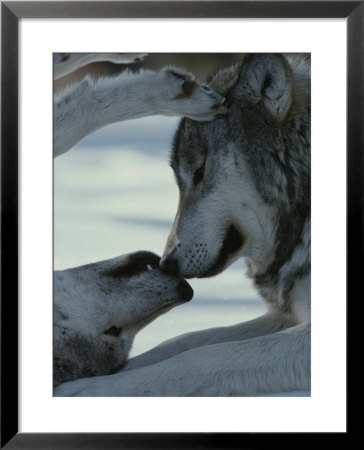 Two Gray Wolves Touch Noses During A Tender Moment by Jim And Jamie Dutcher Pricing Limited Edition Print image