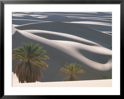 Palm Trees Stand In Front Of Perfectly Cut Sand Dunes In The Sahara by Peter Carsten Pricing Limited Edition Print image