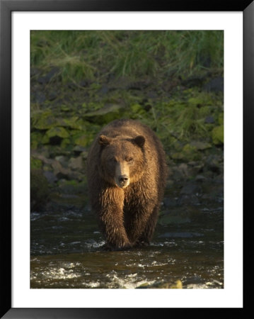 A Serious Looking Brown Bear Crossing A Stream by Ralph Lee Hopkins Pricing Limited Edition Print image