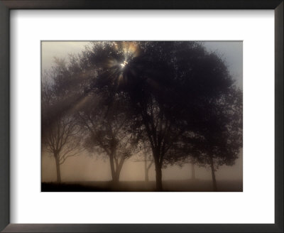 The Sun Peeks Through The Branches Of A Tree Shrouded In Mist by Annie Griffiths Belt Pricing Limited Edition Print image