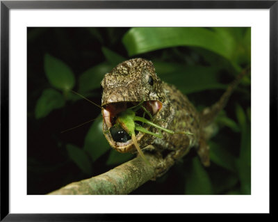 An Anolis Porcus Lizard Eats A Grasshopper by Steve Winter Pricing Limited Edition Print image