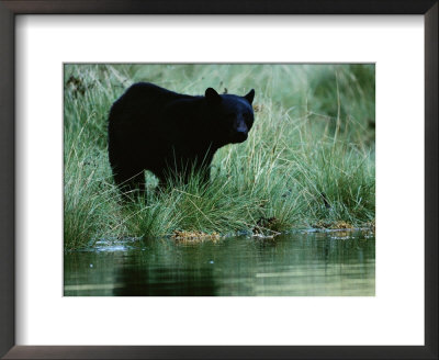 Black Bear (Ursus Americanus) by Raymond Gehman Pricing Limited Edition Print image