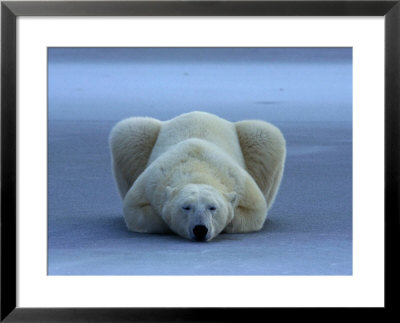 Polar Bear With Stock Market Quotes by Norbert Rosing Pricing Limited Edition Print image