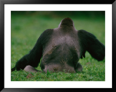Western Lowland Gorilla Sitting In Grass by Michael Nichols Pricing Limited Edition Print image