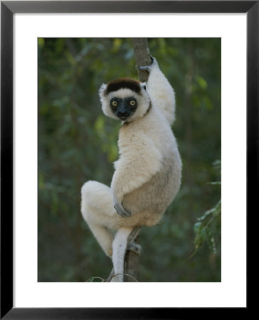 A Verreauxs Sifaka Lemur Clings One-Handed To A Tree Vine by Michael Melford Pricing Limited Edition Print image