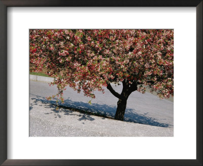 Blossoms On A Cherry Tree In Arlington Cemetery by Raymond Gehman Pricing Limited Edition Print image