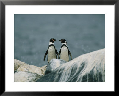 A Pair Of Humboldt, Or Peruvian, Penguins On A Rocky Shore by Joel Sartore Pricing Limited Edition Print image
