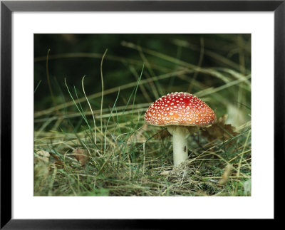 Psychotropic Amanita Muscaria Mushroom Near A Fern by Klaus Nigge Pricing Limited Edition Print image