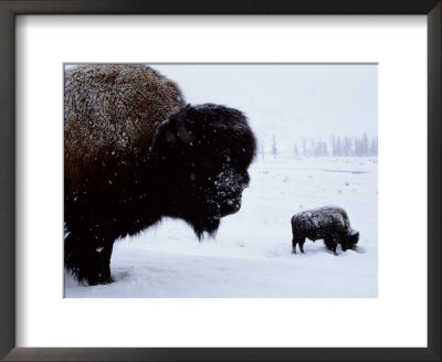 Bison In The Snow by Joel Sartore Pricing Limited Edition Print image