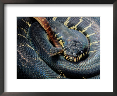 An Adult Boelens Python With Young by George Grall Pricing Limited Edition Print image