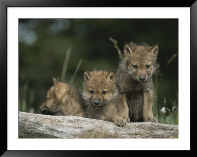 A Trio Of Captive Wolf Pups Stand Behind A Fallen Tree Trunk by Tom Murphy Pricing Limited Edition Print image