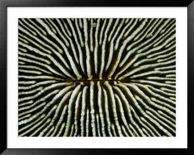 Close-View Of The Intricately Patterned Exterior Of A Mushroom Coral by Wolcott Henry Pricing Limited Edition Print image