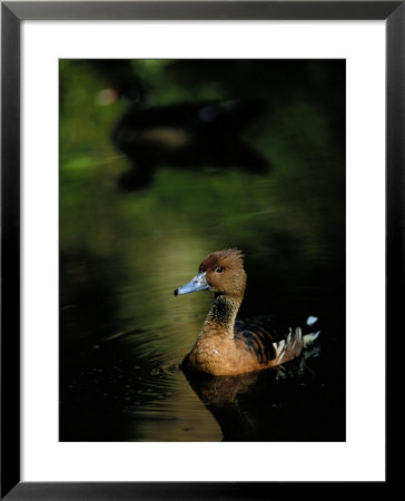 A Ruddy Duck Swims Through The Marsh Waters by Raymond Gehman Pricing Limited Edition Print image
