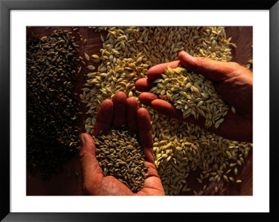 Emmer Wheat Used In Ancient Egyptian Bread-Making by Kenneth Garrett Pricing Limited Edition Print image