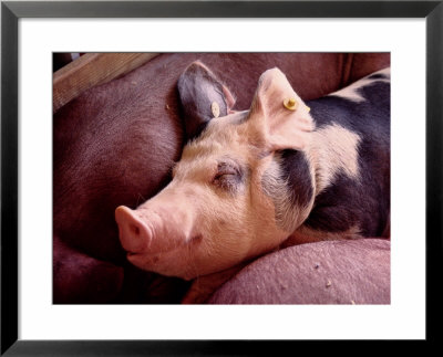Sleeping Pig At A County Fair by Stephen St. John Pricing Limited Edition Print image