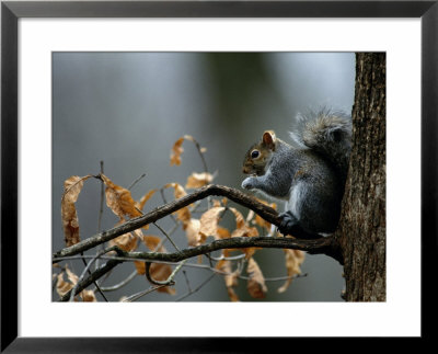 An Eastern Gray Squirrel Has A Meal In The Crotch Of A Tree by Chris Johns Pricing Limited Edition Print image