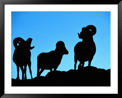 Silhouettes Of A Trio Of Bighorn Rams by Raymond Gehman Pricing Limited Edition Print image