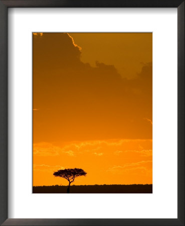 A Lone Acacia Tree Stands Silhouetted On Masai Mara At Sunset by Roy Toft Pricing Limited Edition Print image