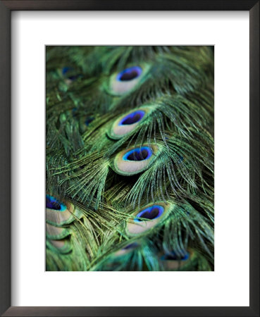 Peacock Feather Detail by Tim Laman Pricing Limited Edition Print image
