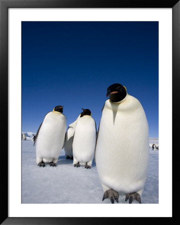 Emperor Penguins (Aptenodytes Forsteri), Snow Hill Island, Weddell Sea, Antarctica, Polar Regions by Thorsten Milse Pricing Limited Edition Print image