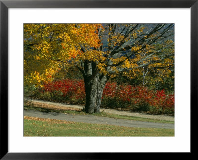 Sugar Maple Tree Losing Leaves In Autumn (Fall), Holderness, Near Plymouth, New England by Marco Simoni Pricing Limited Edition Print image