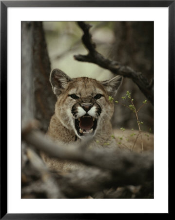 Mountain Lion Snarls And Growls by Jim And Jamie Dutcher Pricing Limited Edition Print image