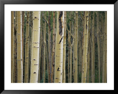 Close View Of Tree Trunks In A Stand Of Birch Trees by Raul Touzon Pricing Limited Edition Print image