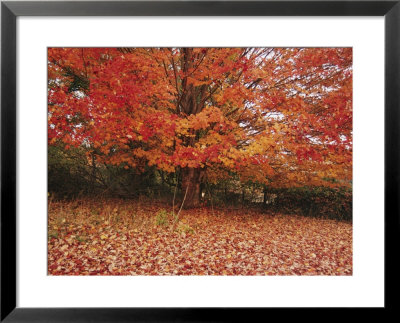 A Maple Tree Slowly Sheds A Carpet Of Bright Orange Leaves by Stephen St. John Pricing Limited Edition Print image