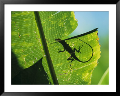 Anole Lizard Silhouetted Behind A Large Leaf by George Grall Pricing Limited Edition Print image