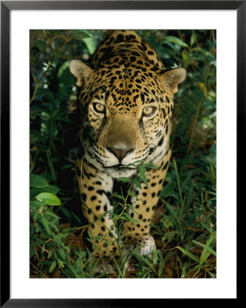 A Jaguar Gives A Curious Look At The Photographer by Steve Winter Pricing Limited Edition Print image