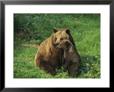 Brown Bear With Cub, Bayerischer Wald National Park, Germany by Norbert Rosing Pricing Limited Edition Print image