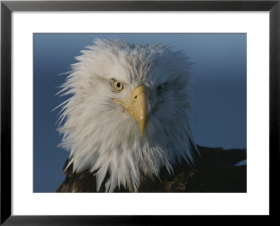 A Close View Of A Northern American Bald Eagles Drying And Full-Feathered Head by Norbert Rosing Pricing Limited Edition Print image