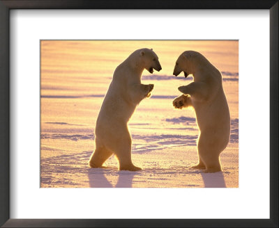 Two Polar Bears Square Off For A Fight by Paul Nicklen Pricing Limited Edition Print image