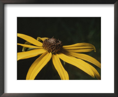 Close View Of A Black-Eyed Susan, Marylands State Flower by Brian Gordon Green Pricing Limited Edition Print image