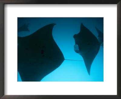 A Group Of Silhouetted Manta Rays Swimming Gracefully by Heather Perry Pricing Limited Edition Print image