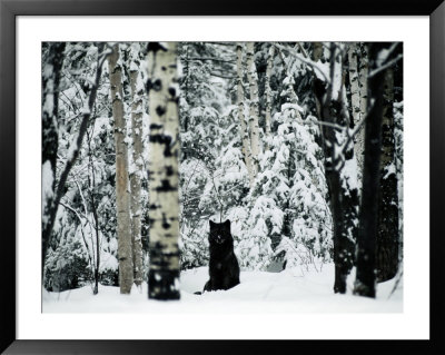 A Gray Wolf Sitting In The Midst Of A Snowy Landscape by Joel Sartore Pricing Limited Edition Print image