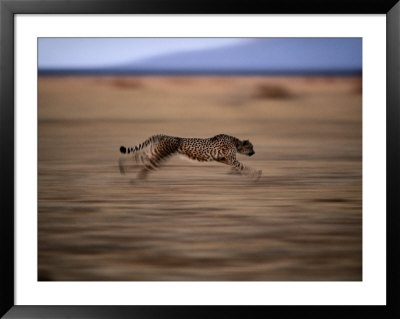 An African Cheetah Chases Prey On The Okavango Delta by Chris Johns Pricing Limited Edition Print image